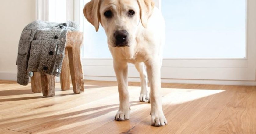 Как выбрать идеальный пол для дома с собакой