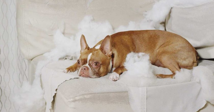 Почему собака роет пол в квартире: причины и способы решения проблемы